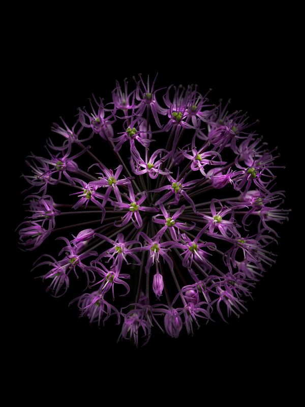 аллиум, флора, цветы, цветение, лук Цветочный фейерверкphoto preview