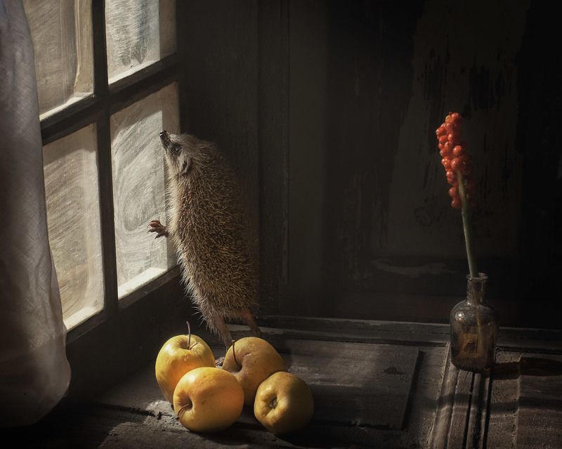 erizo y manzanas фото превью