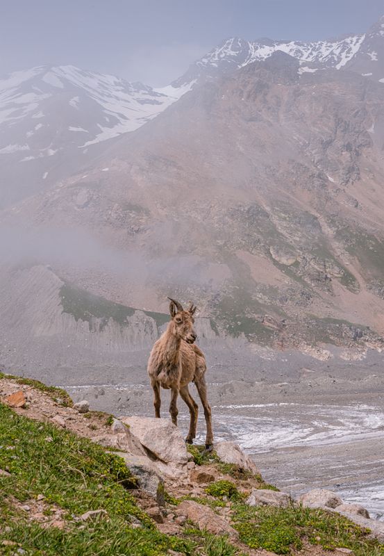 центральный кавказ, кабардино-балкария, безенги, ледник, угловые стоянки, туры, июль Ну здравствуй, фотограф!photo preview