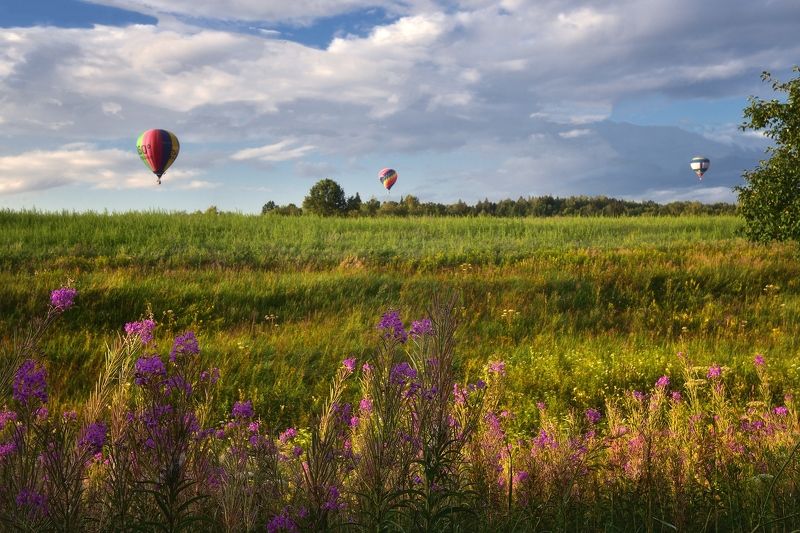 Про полевые цветыphoto preview