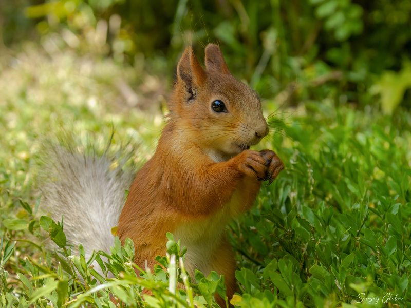 белка Рыжая озорница фото превью