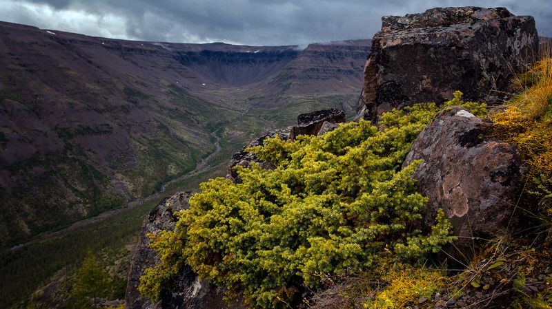 Горы, Можжевельник, Север, Плато Путорана, Пасмурно Можжевельникphoto preview