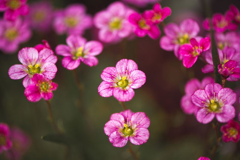 весна, цветок, розовый, белый Камнеломкаphoto preview