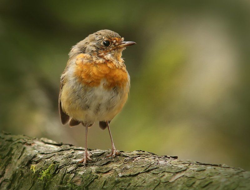 Мамочки нет, папы тоже... Сейчас, как зареву!photo preview