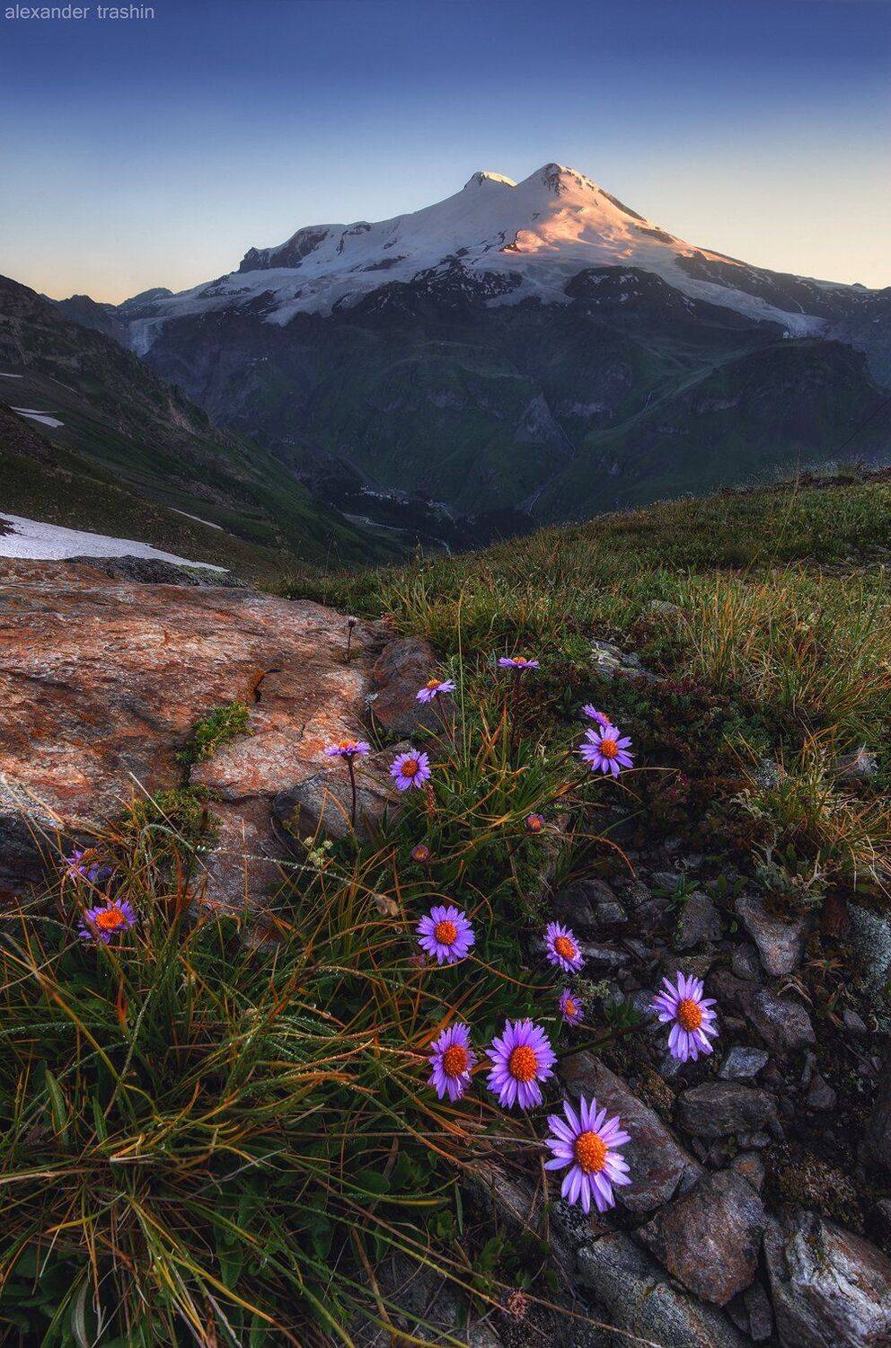 астра альпийская, восход, горный пейзаж, пейзаж, чегет, эльбрус, Александр Трашин