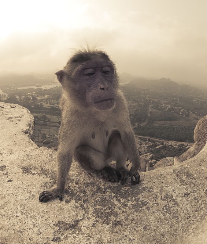 Хампи, ханнуман, Карнатака, Индия, обезьяна, сонная Sleepy monkey at Hannuman templephoto preview