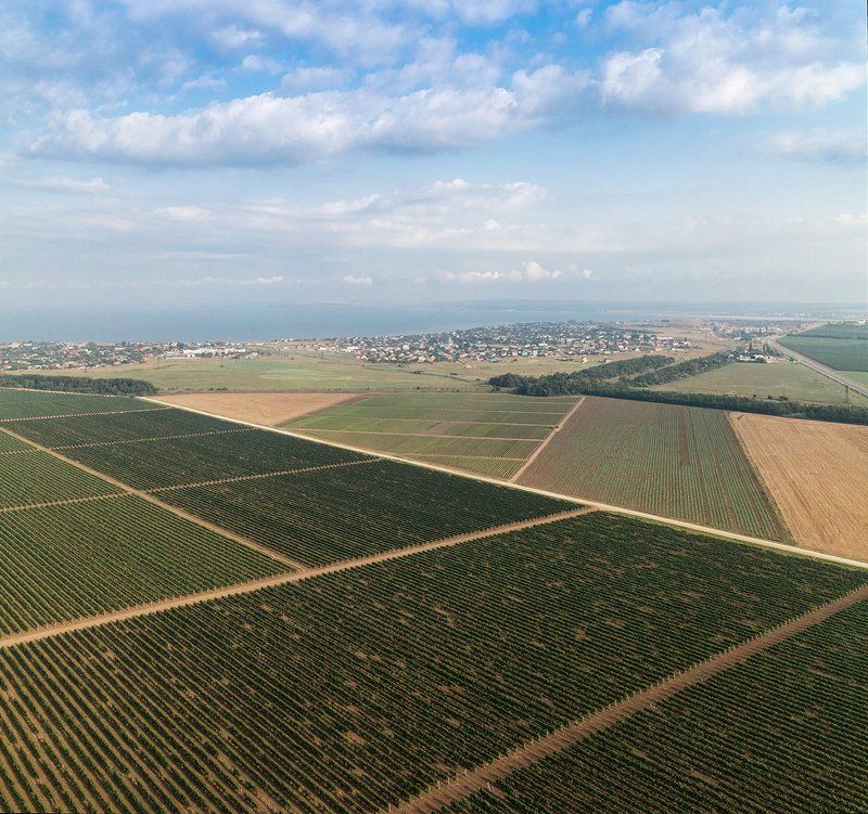 геометрия, высота Геометрия виноградного поляphoto preview