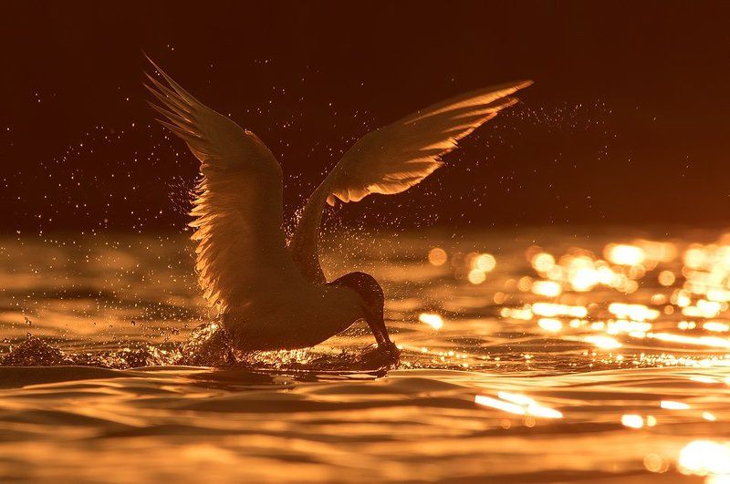 sandwich tern Sunset catchphoto preview