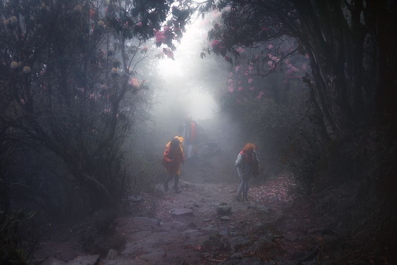 Гималаи, Горы, Лангтанг, Лес, Непал, Садху, Туман Сквозь мистический лесphoto preview