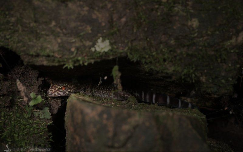 век тигра век тиграphoto preview