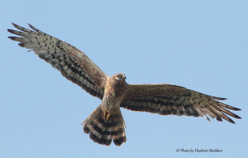 Spirit of Freedom. фото превью