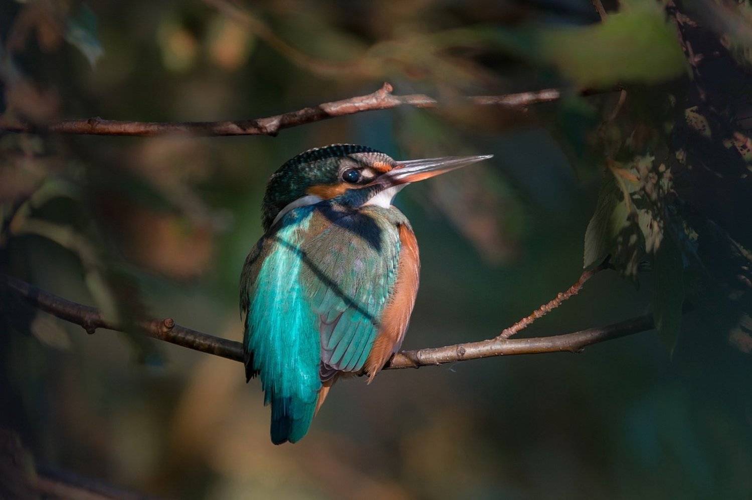 , Вилюнов Дмитрий