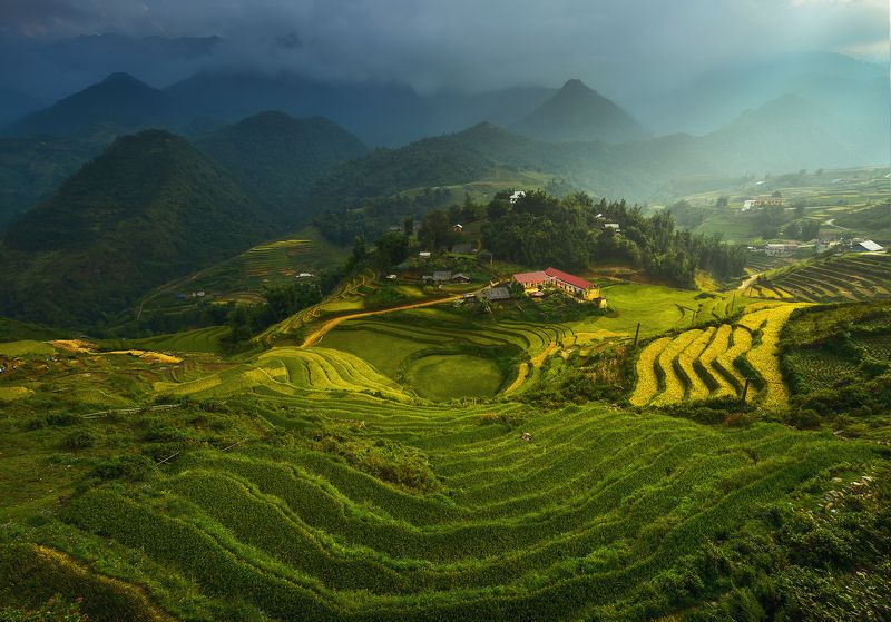 Agriculture, Beauty In Nature, Color Image, Day, Green Color, Harvesting, Horizontal, No People, Outdoors, Photography, Rice - Cereal Plant, Rice Paddy, Terraced Field, Travel Destinations, Vietnam School of Lovephoto preview