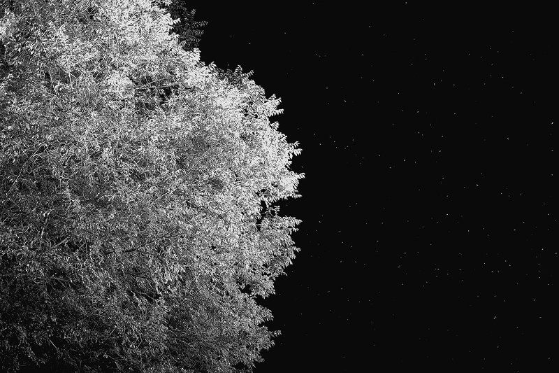 Treestarphoto preview