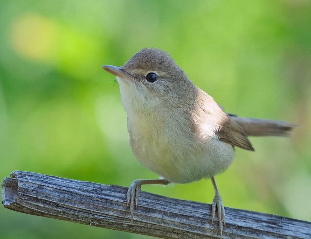 ***. Автор: Alexey Gnilenkov , Alexey Gnilenkov