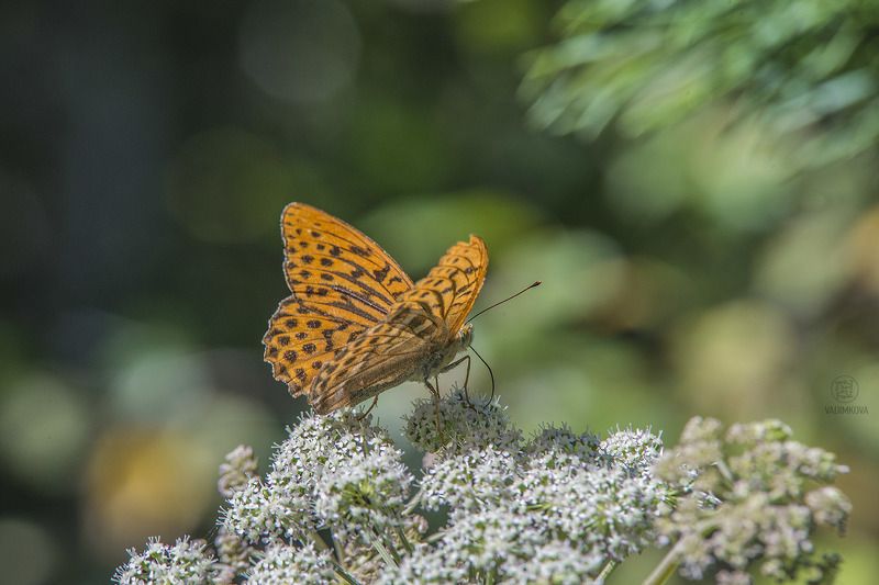 нектарphoto preview