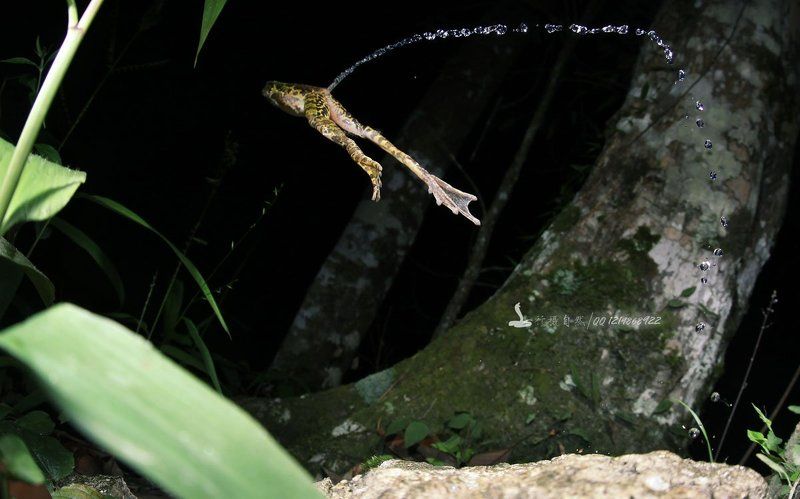 Flower Odorranaphoto preview
