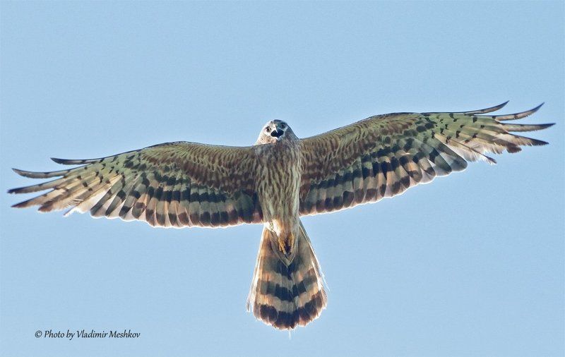 Крик свободной птицы фото превью