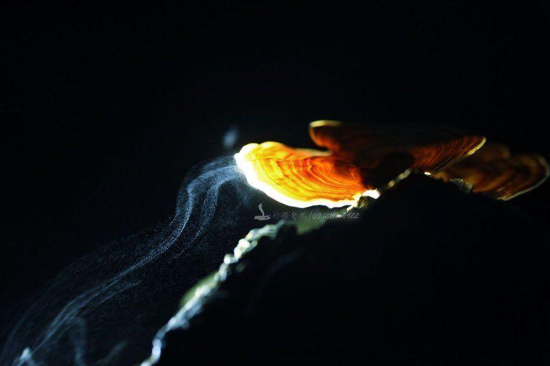 Spores flyphoto preview