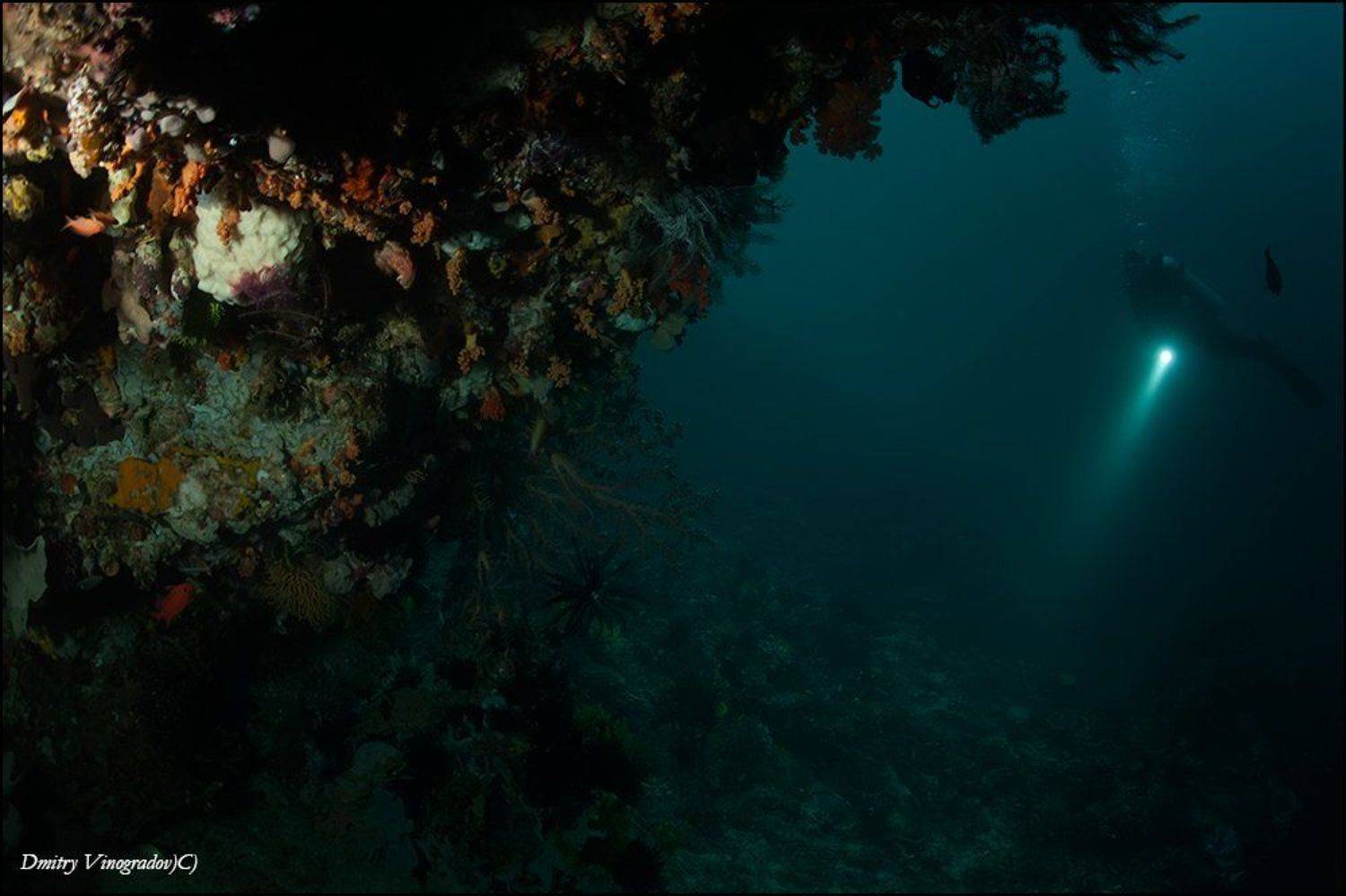 Пейзаж с кораллами. Автор: Дмитрий Виноградов , Дмитрий Виноградов