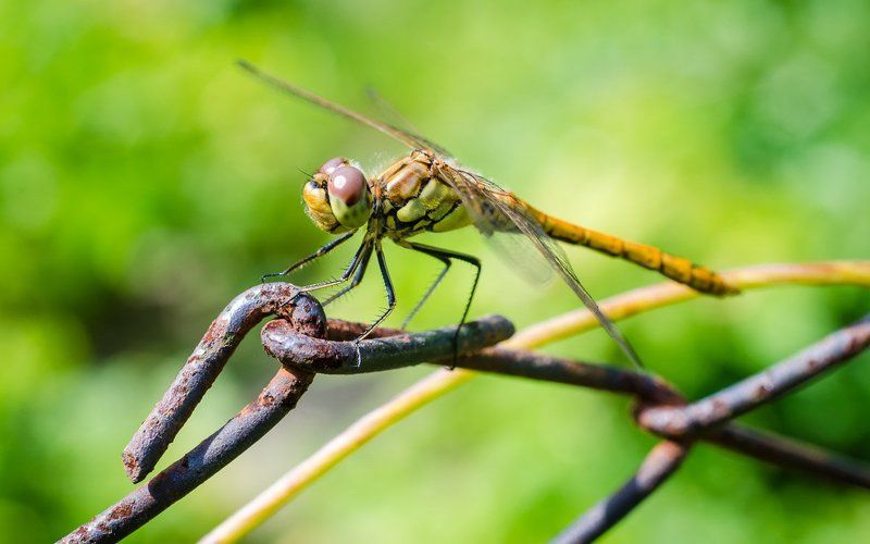 стрекоза, макро, зеленый ***photo preview