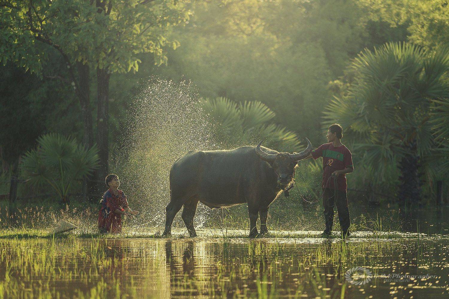 happines,happy time,thaipeople,fun,animal,buffalo,man,farmer,lifestyles,asia,asian,, SUTIPORN SOMNAM