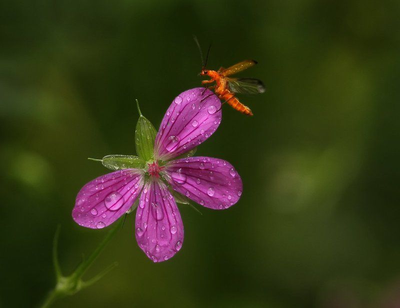 Однажды, после дождичка ...photo preview