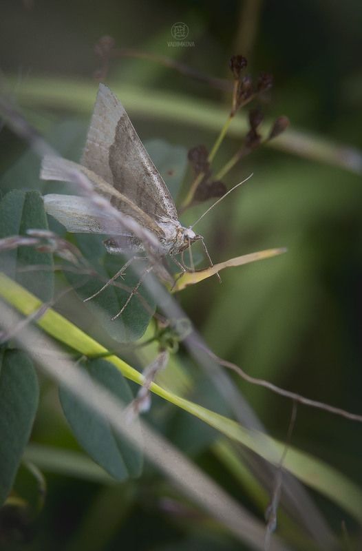 pale beautyphoto preview