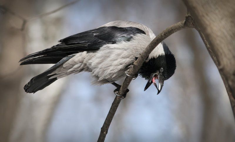 Сыр! Сыр-р-р... Укрррала рыжая плутовка!photo preview