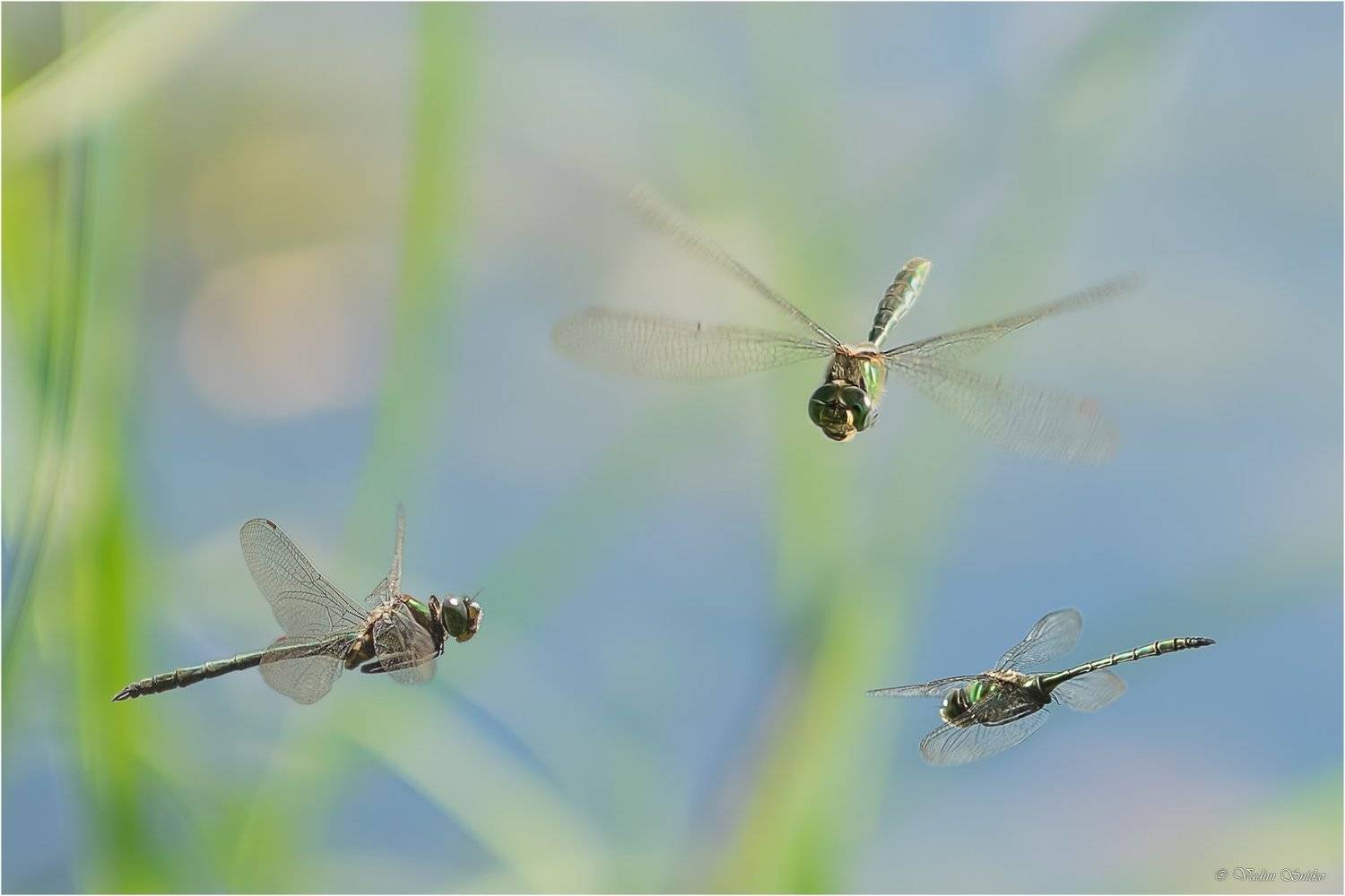 макро, Вадим