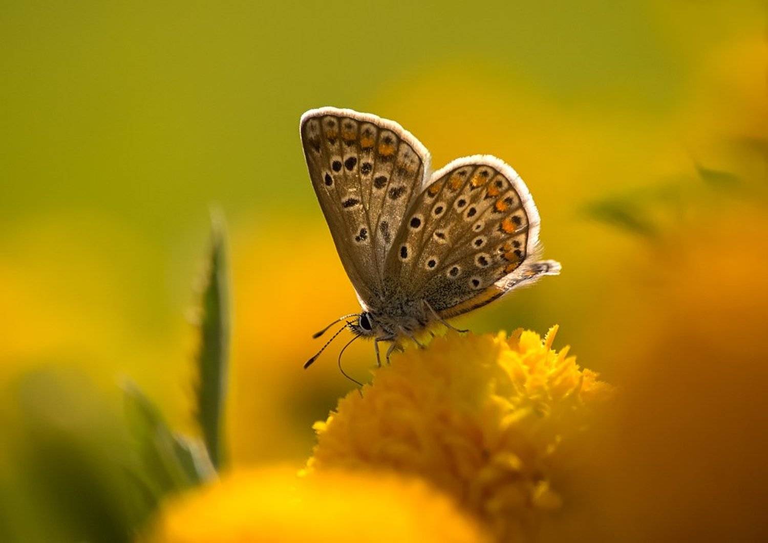 , Ирина Фурашова