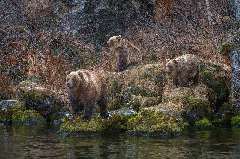 Три медведяphoto preview