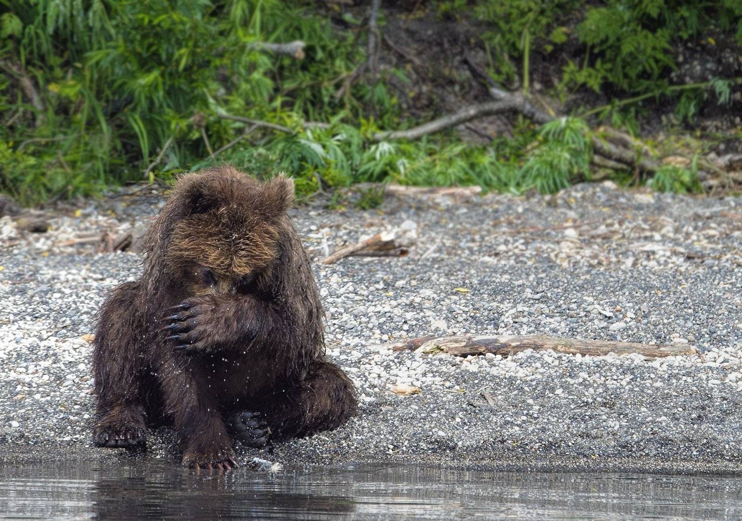 Стесняшка. Автор: Александр Алексеев , Александр Алексеев