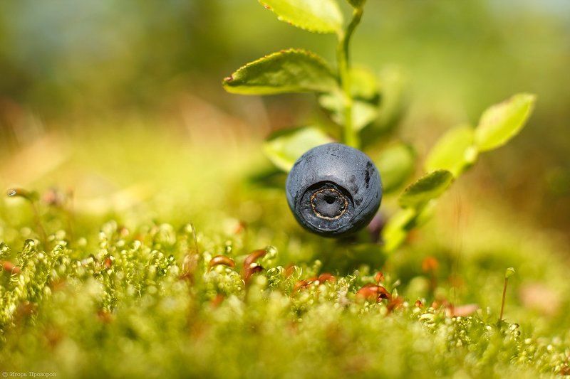 ягоды, макросъемка, макро, кольский полуостров, черника, canon Ягода черника.photo preview
