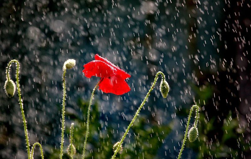 Слепой дождьphoto preview