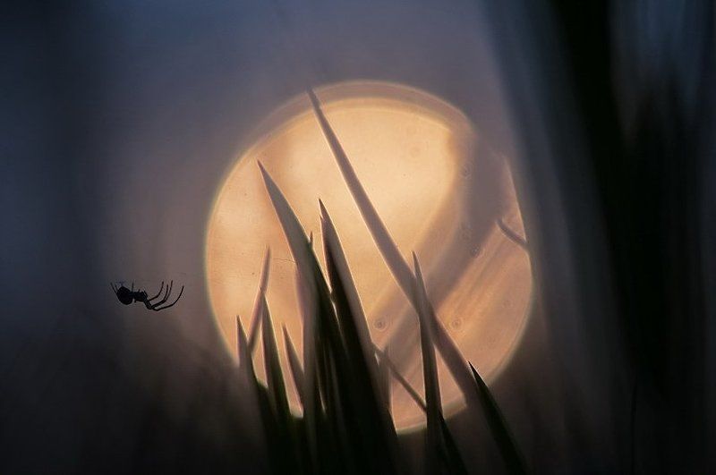 Боке, Паук, Планета, Трава Неизвестная планетаphoto preview