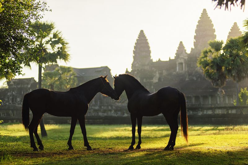 Angkorwat, Animals, Asia, Asian, Heritage, Horse, Light, Moment, Sunlight Love in Angkor watphoto preview