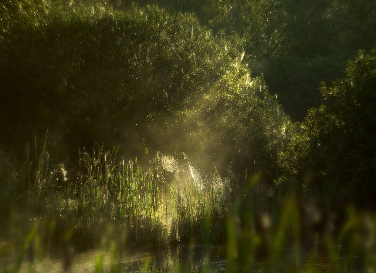 В лучах. Автор: Марина Брыдня , Марина Брыдня