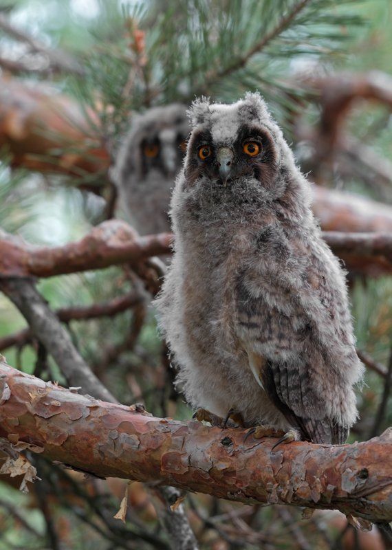 шесть совятphoto preview