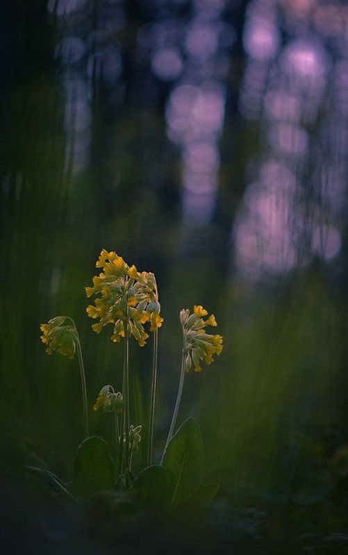 Боке, Весна, Вечер, Первоцвет, Цветы Вечерняя мелодияphoto preview