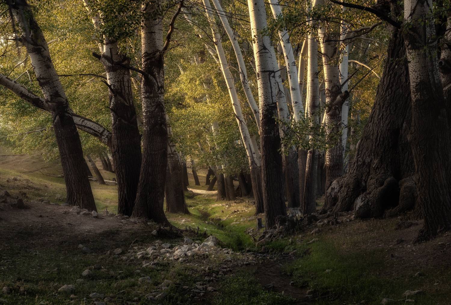 Дом лесных эльфов. Автор: Мозжухин Максим , Мозжухин Максим
