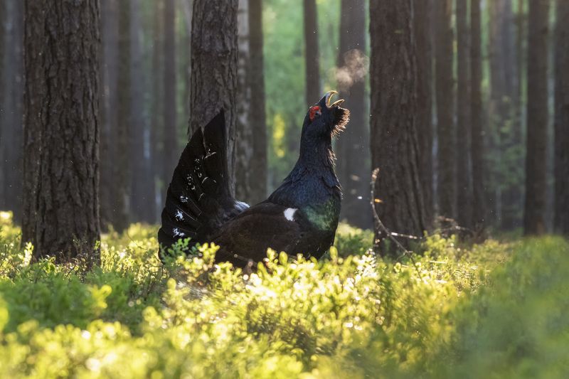 глухарь  photo preview