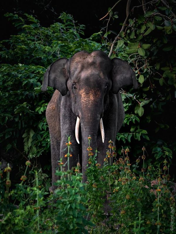 wildlife, nature, srilanka, , jazif, , ahamedjazif Wild beautyphoto preview