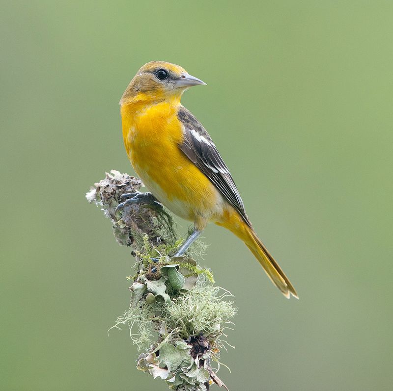 трупиал, baltimore oriole, oriole, весна Baltimore Oriole - Балтиморская Иволгаphoto preview
