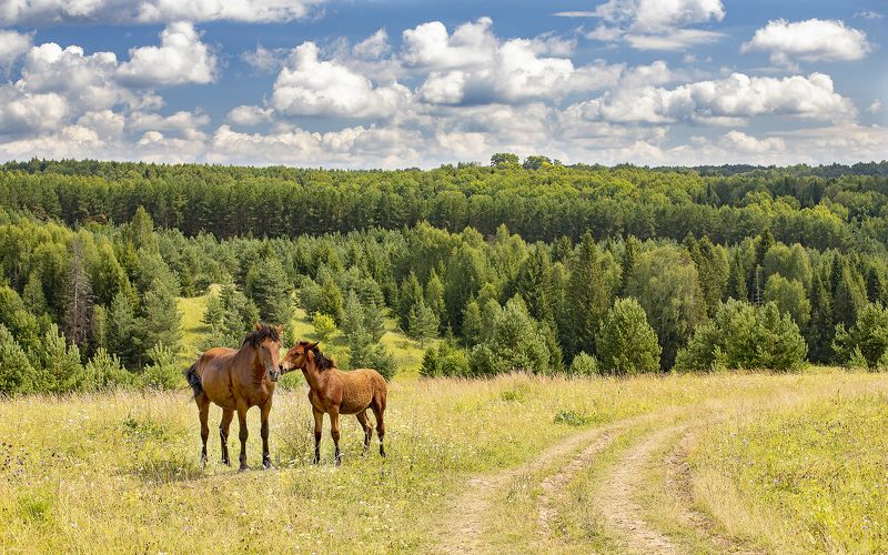 облака, лошади, летний день, пастбище Мать и дочьphoto preview