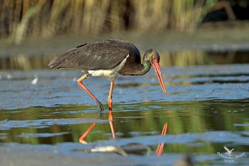 Чёрный аист.photo preview