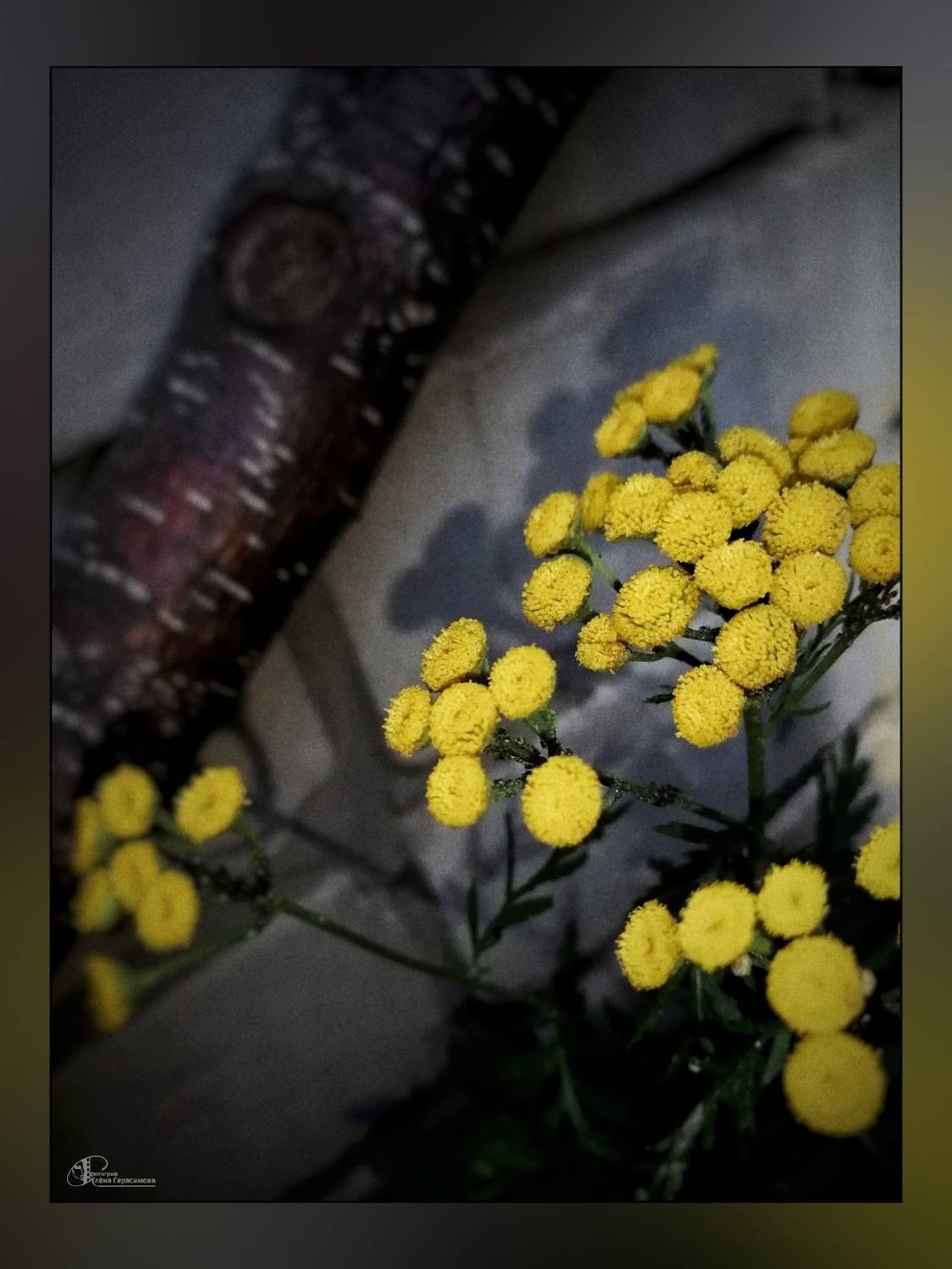 , Герасимова Алёна