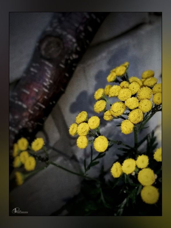 Пижмы чёртов цветphoto preview