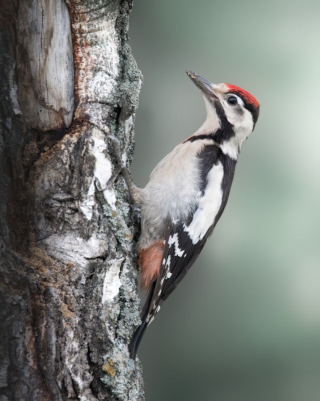 Сирийский дятел, Dendrocopos syriacus, Июль 2023.photo preview