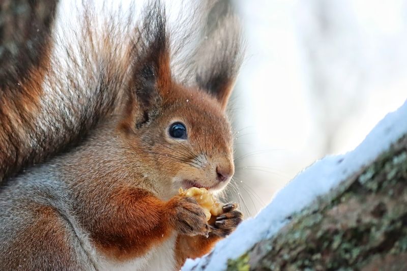 А орех-то вкусный!photo preview